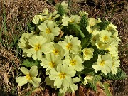 27 Festa di fiori sui sentieri al Monte Zucco - Primula vulgaris (Primula)